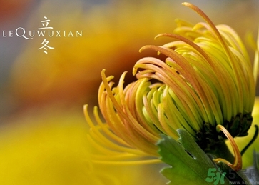 立冬可以栽樹嗎？立冬栽樹樹會死嗎？