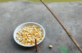 玉米粒怎么釣魚？怎么用玉米粒釣魚？