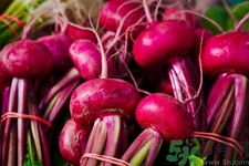 甜菜是甜的嗎？甜菜到底是不是甜的？