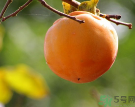 黃柿子和紅柿子有什么區(qū)別？紅柿子和黃柿子哪個(gè)好？