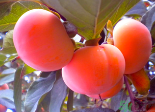 黃柿子和紅柿子有什么區(qū)別？紅柿子和黃柿子哪個(gè)好？