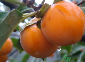 黃柿子怎么吃好吃？黃柿子怎么吃？