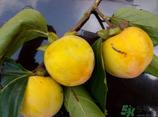 黃柿子怎么吃好吃？黃柿子怎么吃？