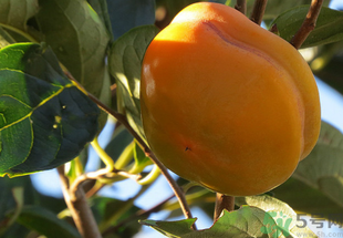 黃柿子怎么吃好吃？黃柿子怎么吃？