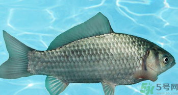 釣的魚在家怎么養(yǎng)活？釣的魚怎么保持不死？