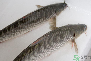 釣的魚在家怎么養(yǎng)活？釣的魚怎么保持不死？