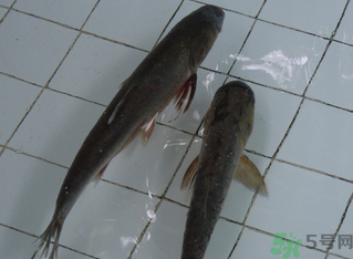 釣的魚在家怎么養(yǎng)活？釣的魚怎么保持不死？