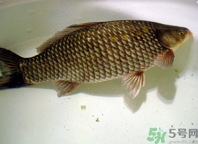 釣的魚(yú)死了還能吃嗎？釣的魚(yú)死了怎么處理？