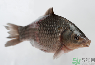 釣的魚(yú)死了還能吃嗎？釣的魚(yú)死了怎么處理？