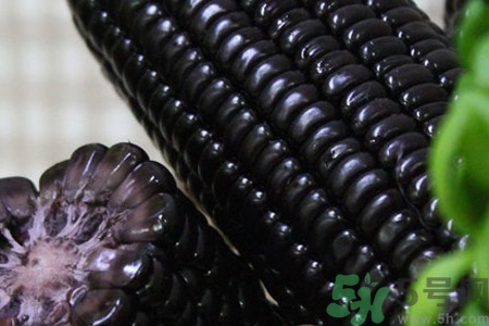 黑玉米的營養(yǎng)價(jià)值 黑玉米的功效與作用 黑玉米的營養(yǎng)價(jià)值 黑玉米的功效與作用