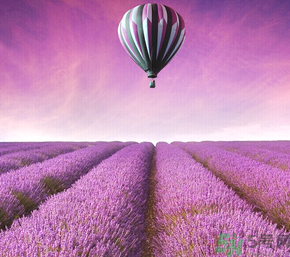 十月份還有薰衣草嗎？薰衣草什么時候開花？