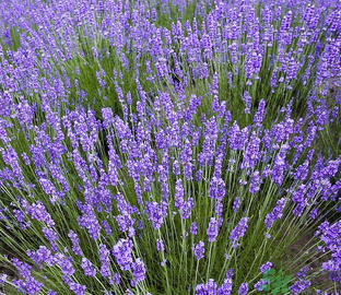 十月份還有薰衣草嗎？薰衣草什么時候開花？