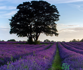 十月份還有薰衣草嗎？薰衣草什么時候開花？
