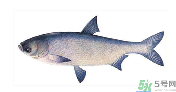 十月份能釣鰱魚嗎？鰱魚幾月份好釣？