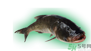 十月份能釣鰱魚嗎？鰱魚幾月份好釣？