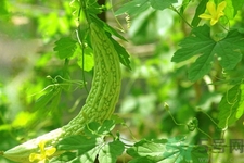 經(jīng)常喝苦瓜水有什么好處？新鮮苦瓜水怎么做比較好喝？