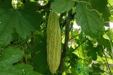 經(jīng)常喝苦瓜水有什么好處？新鮮苦瓜水怎么做比較好喝？