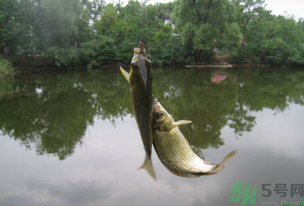 秋天釣魚什么風向最好？秋天什么風向好釣魚？