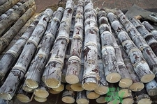 甘蔗吃不完怎么保存？削皮的甘蔗怎么保存？