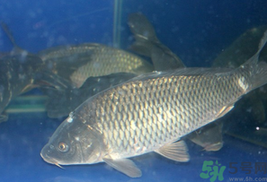 活鯉魚怎么保存？鯉魚怎么養(yǎng)才不容易死？