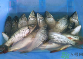 活鯉魚怎么保存？鯉魚怎么養(yǎng)才不容易死？