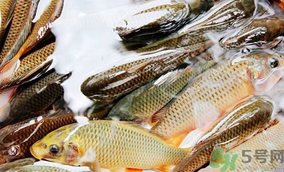 鯉魚(yú)死了怎樣保鮮？鯉魚(yú)死后怎么保存？