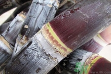 甘蔗是什么季節(jié)的？甘蔗什么時(shí)候吃最甜？