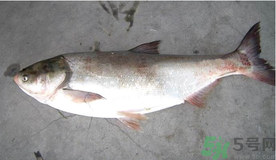 秋天釣鰱魚用什么餌料？秋天釣鰱魚用什么味餌？