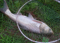 秋天怎么釣鰱魚？秋天釣鰱魚技巧