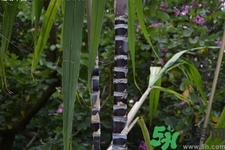 甘蔗一天吃多少最好？甘蔗能每天都吃嗎？