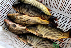 野生鯉魚(yú)怎么釣？野生鯉魚(yú)用什么釣最好？