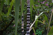 小孩子能吃甘蔗嗎？小孩咳嗽能吃甘蔗嗎？