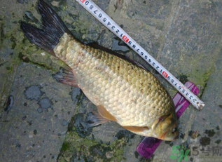 野生鯽魚多少錢一斤？野生鯽魚怎么區(qū)分？