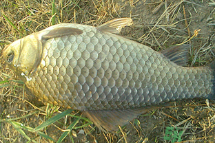 野生鯽魚多少錢一斤？野生鯽魚怎么區(qū)分？