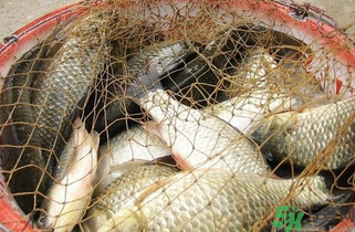 野生鯽魚怎么做好吃？野生鯽魚的做法