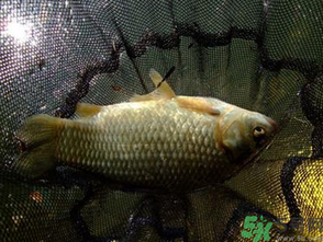 野生鯽魚怎么做好吃？野生鯽魚的做法