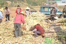 老人一天吃多少甘蔗最好？老人一天吃多少甘蔗合適？