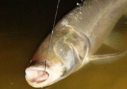 秋天怎么釣鰱魚？秋天釣鰱魚技巧