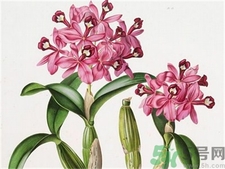 紫皮石斛的食用方法 紫皮石斛的功效與作用 紫皮石斛的食用方法 紫皮石斛的功效與作用