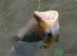 秋天可以釣鰱鳙嗎？秋天釣鰱鳙技巧