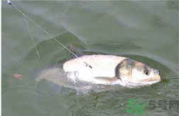 秋天可以釣鰱鳙嗎？秋天釣鰱鳙技巧