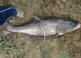 秋天釣鰱鳙用什么餌料？秋季釣鰱鳙的餌料