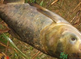 十月份怎么釣鰱鳙？十月份釣鰱鳙嗎？