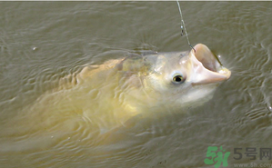 十月份怎么釣鰱鳙？十月份釣鰱鳙嗎？