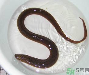 十月份可以釣黃鱔嗎？黃鱔可以釣到幾月份？