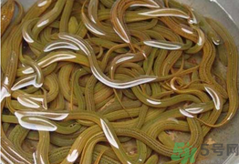 黃鱔可以放冰箱嗎？黃鱔能冷凍嗎？