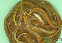 黃鱔可以放冰箱嗎？黃鱔能冷凍嗎？