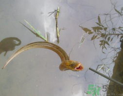 黃鱔可以放冰箱嗎？黃鱔能冷凍嗎？