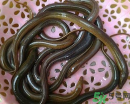 活黃鱔如何保存？活鱔魚怎么保存？