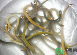 活黃鱔如何保存？活鱔魚怎么保存？